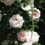 Bartow-Pell Roses.JPG (1 MB)